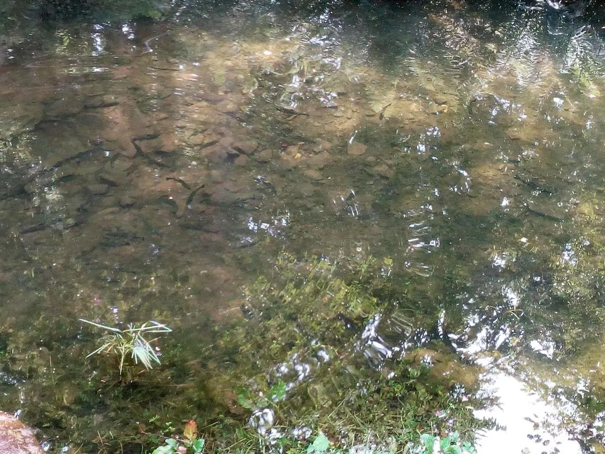 Agriturismo il canale Corfino