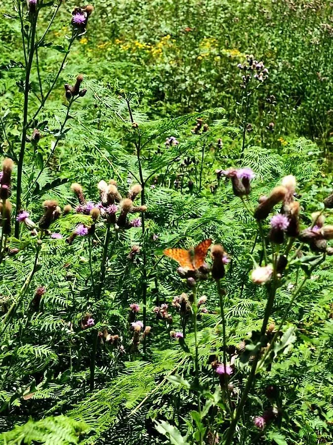 Agriturismo il canale Corfino